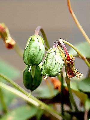 Viola riviniana