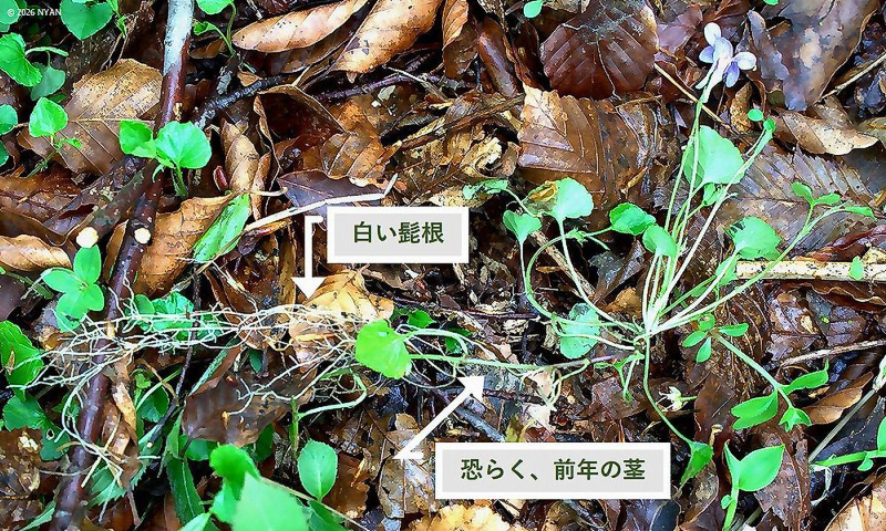 ツルタチツボスミレ
