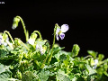 Viola apoensis
